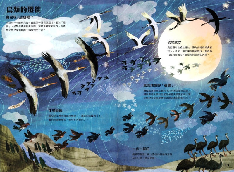 野鳥大書BIRDS